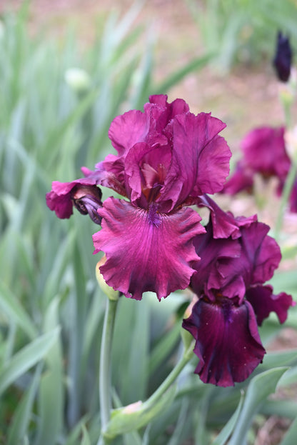 The flower Rio Rojo - Tall Bearded Iris (TB)