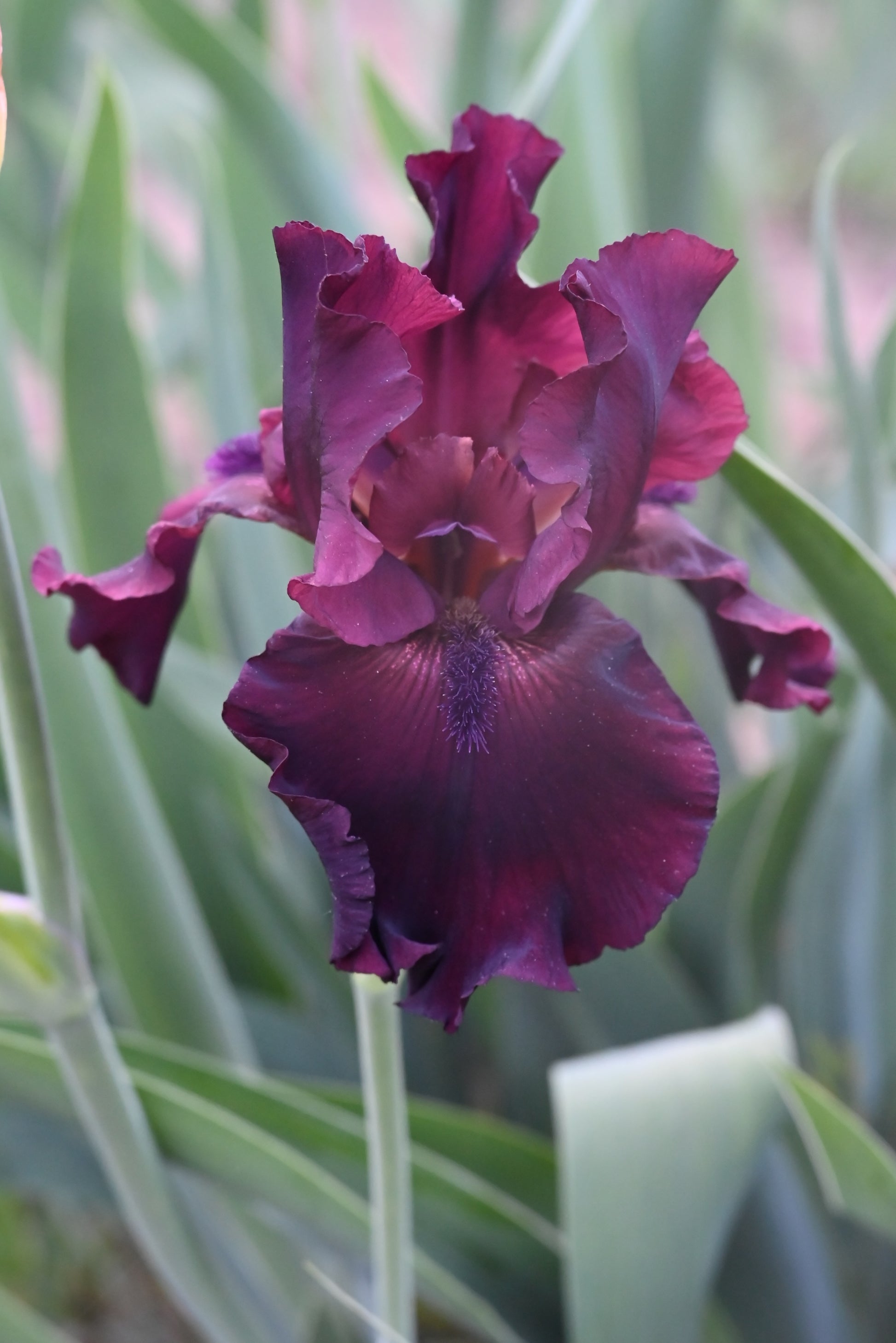 The flower Rio Rojo - Tall Bearded Iris (TB)