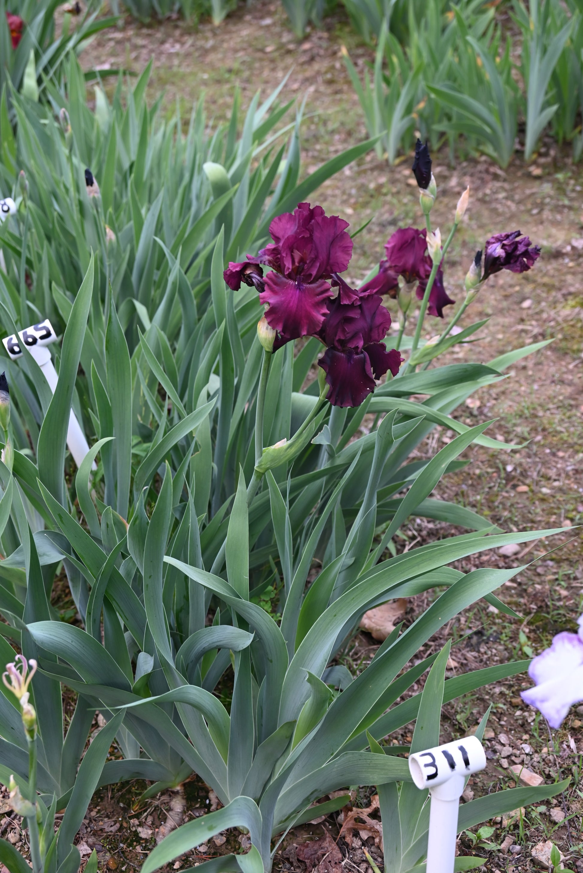 The flower Rio Rojo - Tall Bearded Iris (TB)