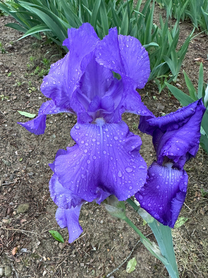 The flower First Violet - Tall Bearded Iris (TB)