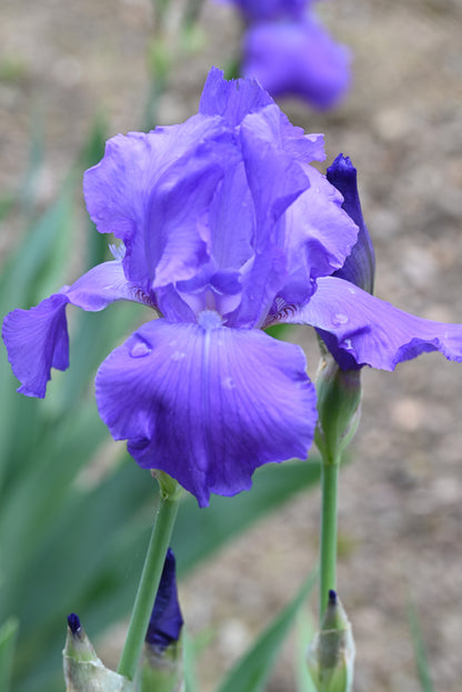 The flower First Violet - Tall Bearded Iris (TB)