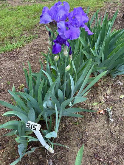 The flower First Violet - Tall Bearded Iris (TB)