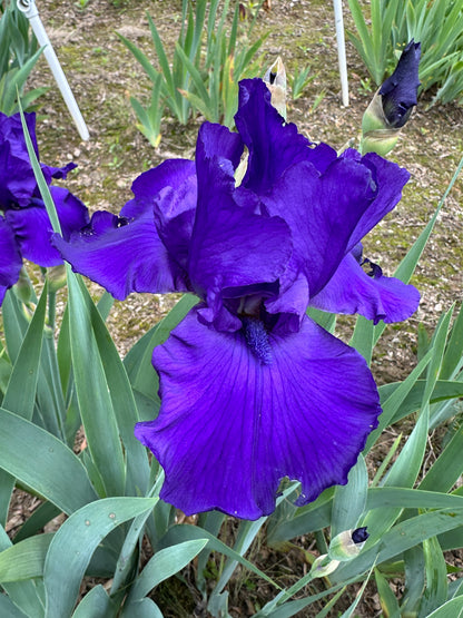 The flower Royal Touch - Tall Bearded Iris (TB)