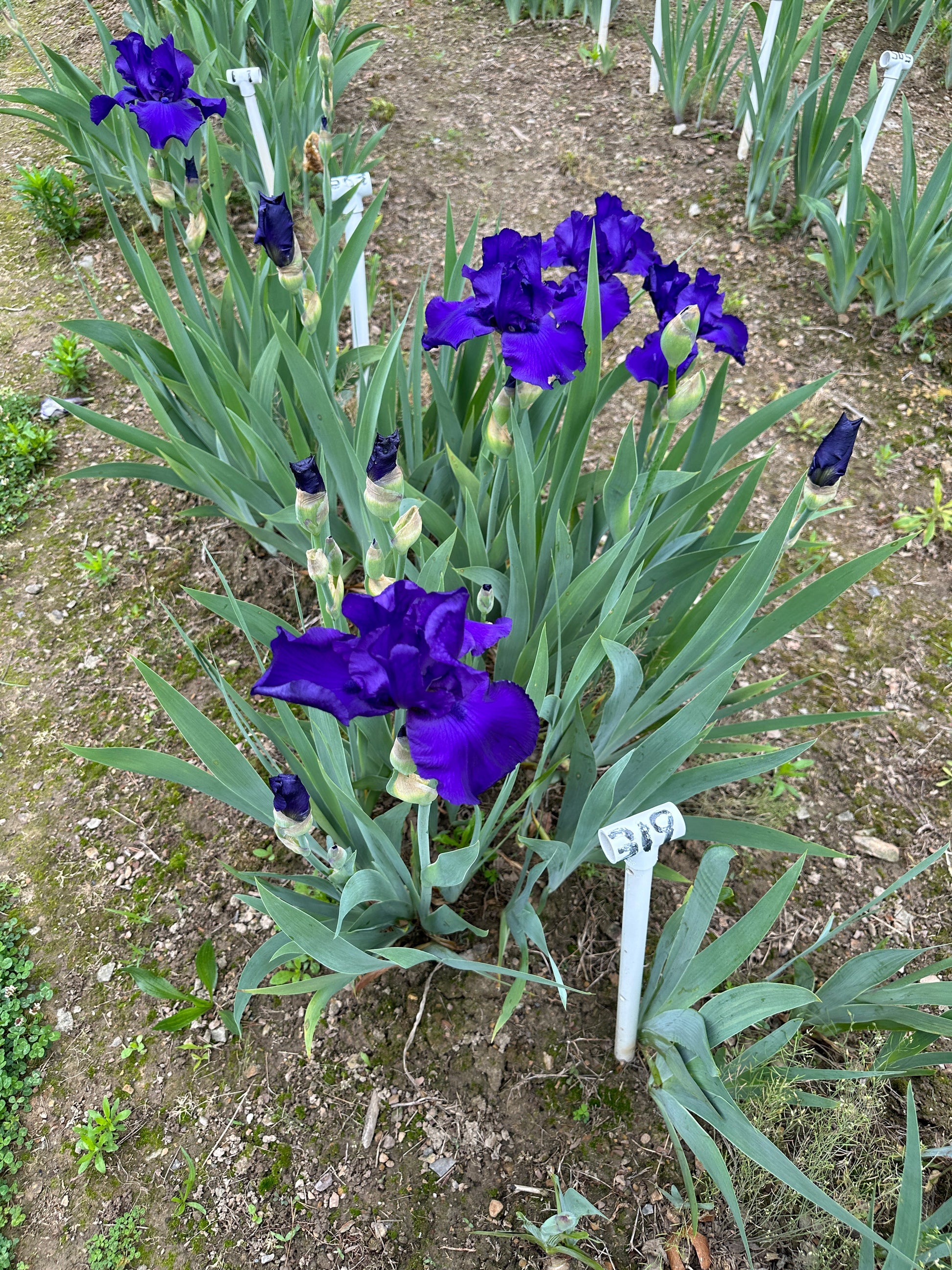 The flower Royal Touch - Tall Bearded Iris (TB)