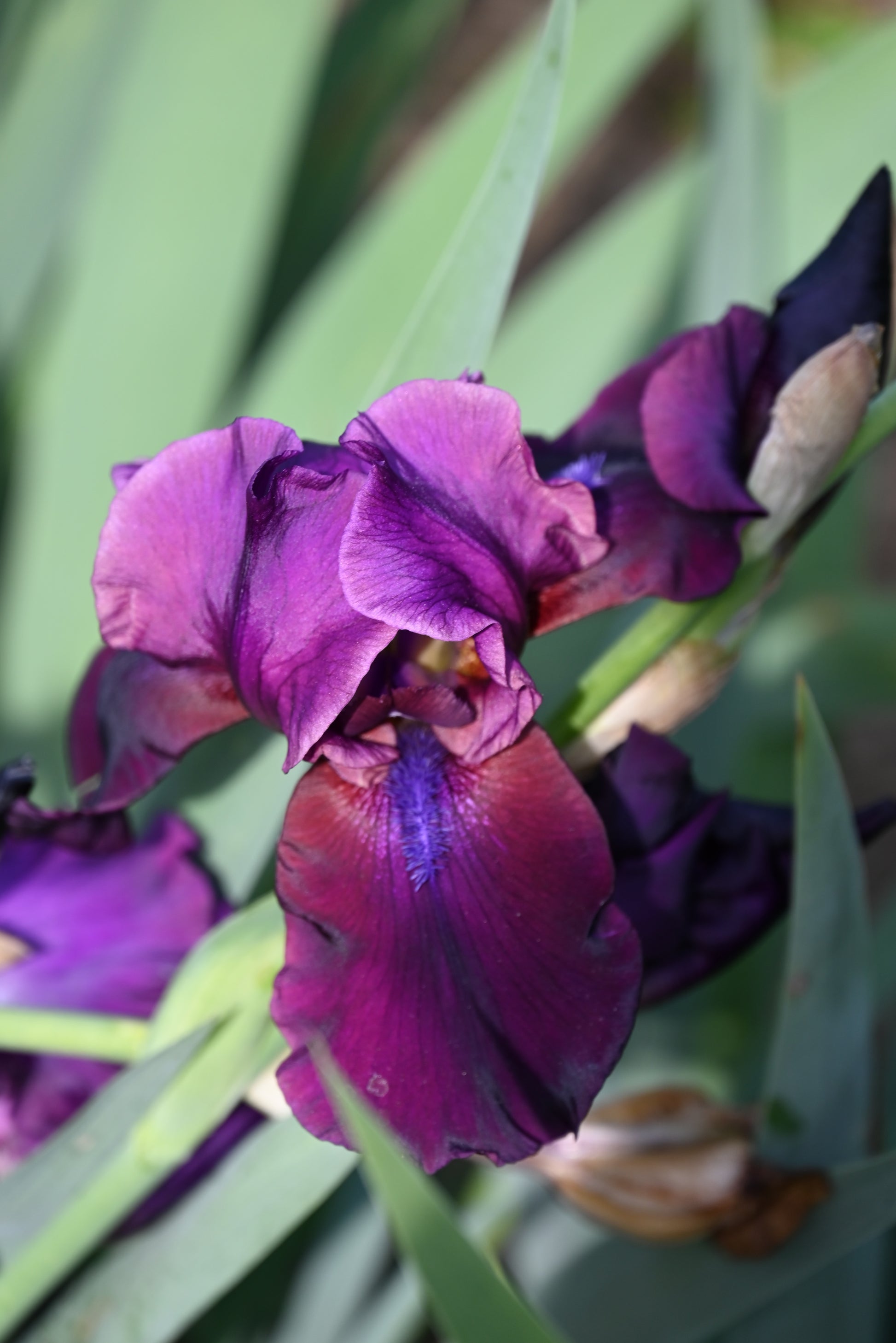 The flower Jazz Jubilee - Tall Bearded Iris (TB)