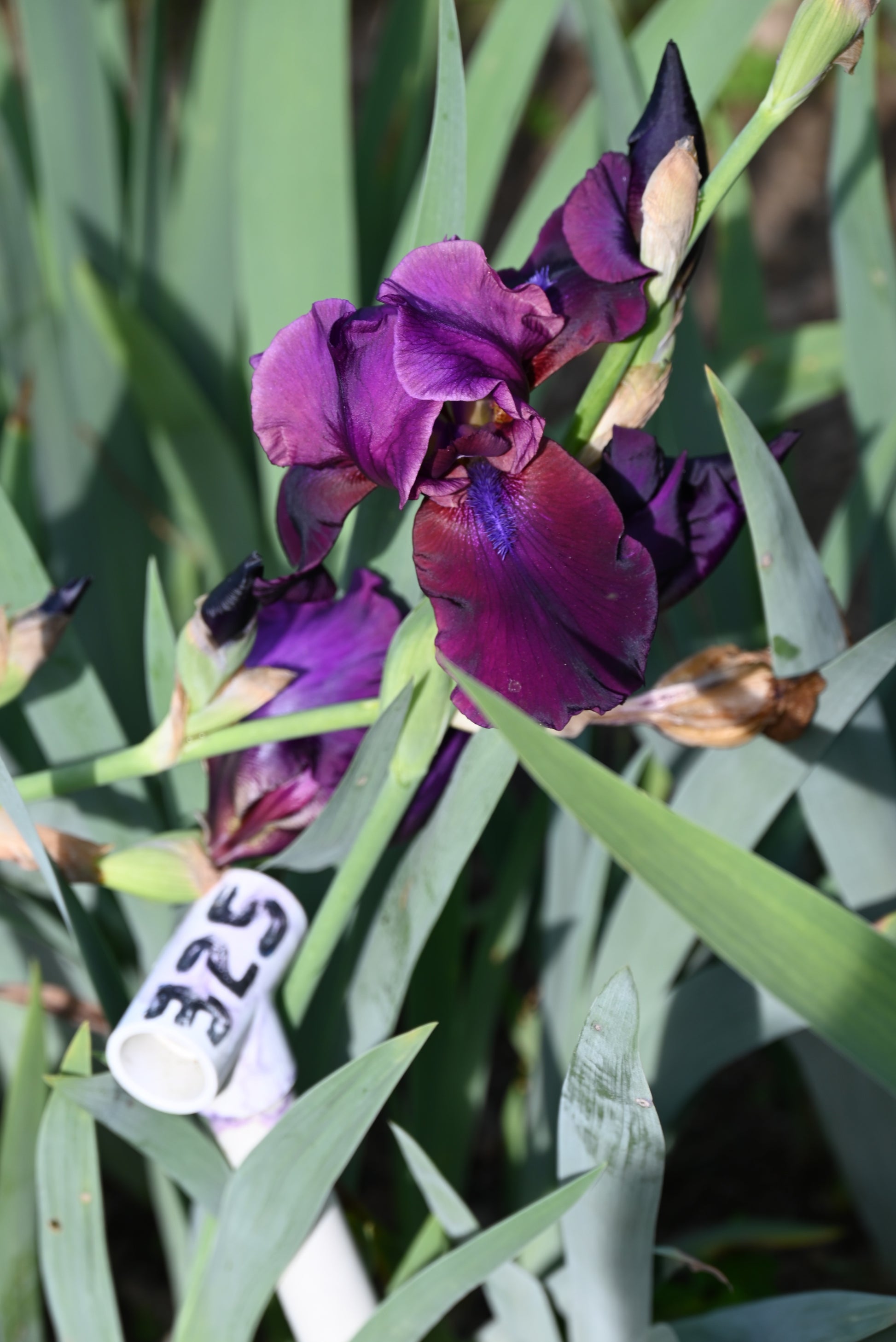 The flower Jazz Jubilee - Tall Bearded Iris (TB)