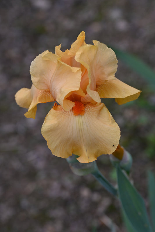 The flower Fresno Fiesta - Tall Bearded Iris (TB)