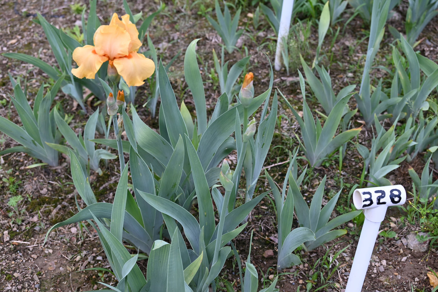 The flower Fresno Fiesta - Tall Bearded Iris (TB)