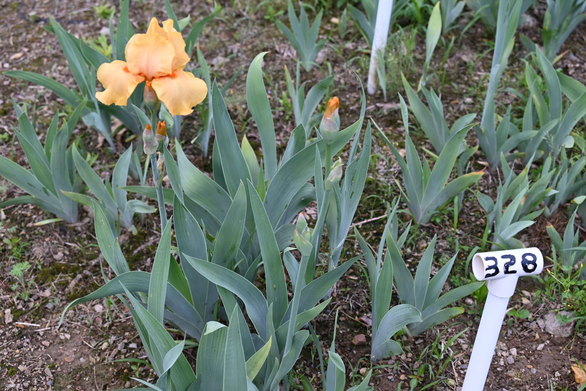 The flower Fresno Fiesta - Tall Bearded Iris (TB)