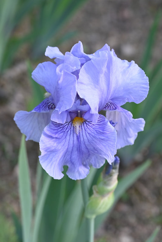 The flower Fancy Fellow - Tall Bearded Iris (TB)