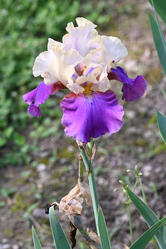 The flower Touch Of Class - Tall Bearded Iris (TB)