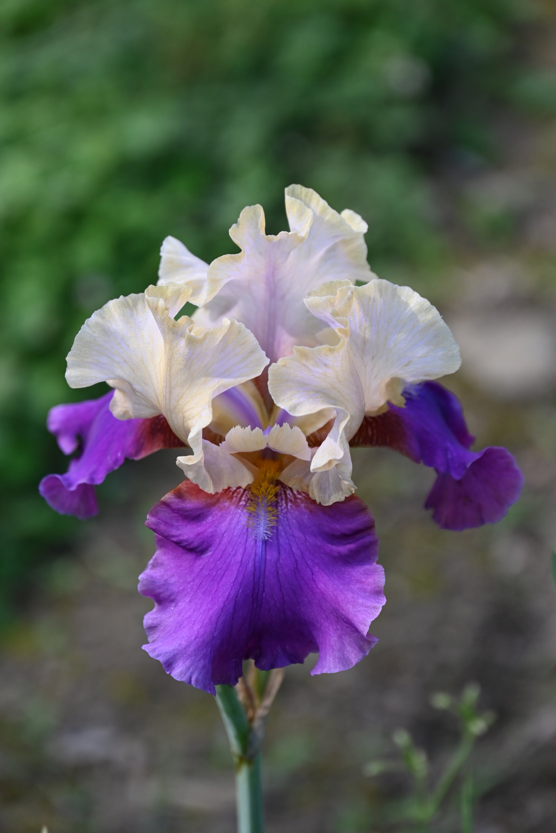 The flower Touch Of Class - Tall Bearded Iris (TB)