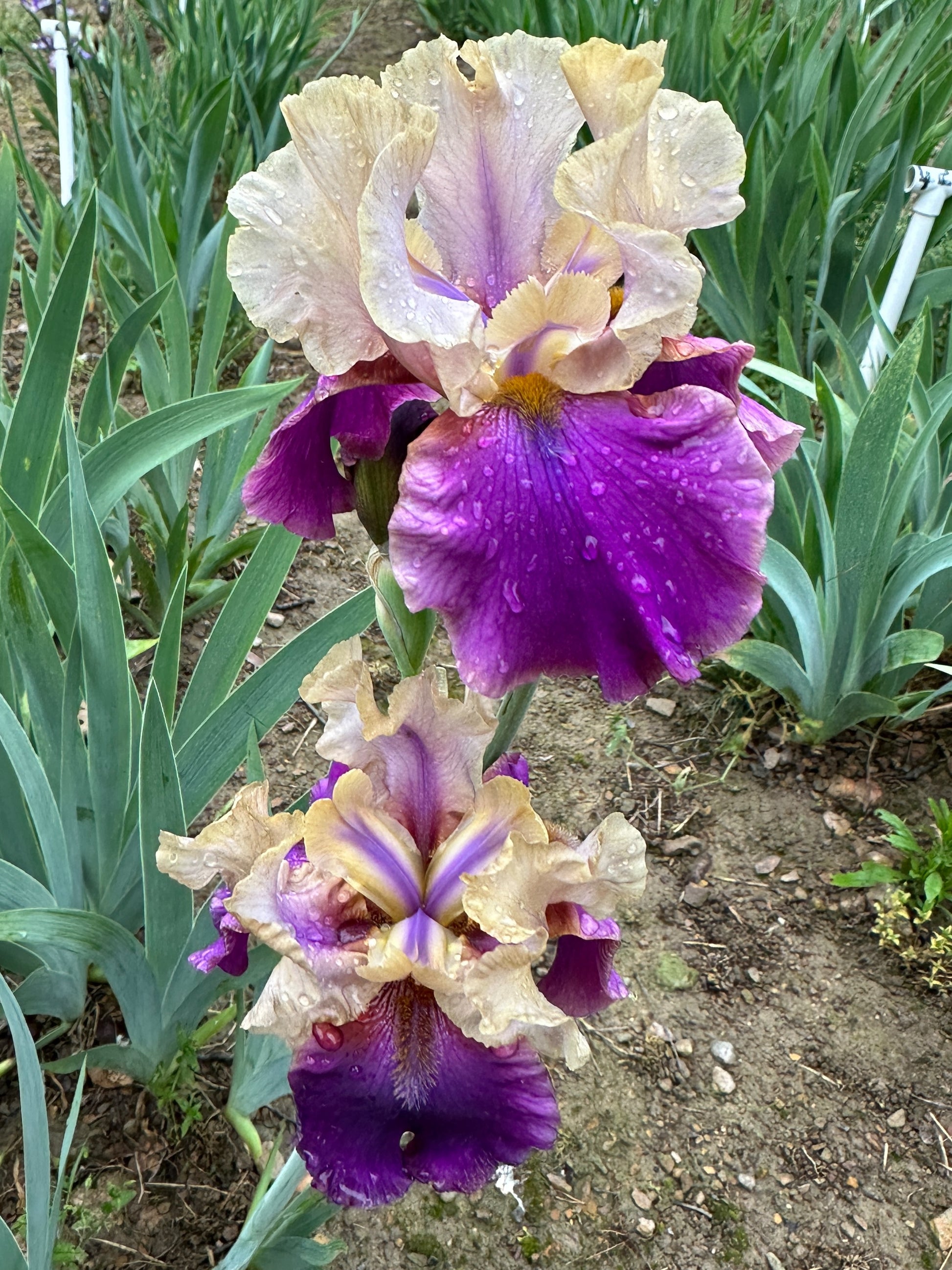 The flower Touch Of Class - Tall Bearded Iris (TB)