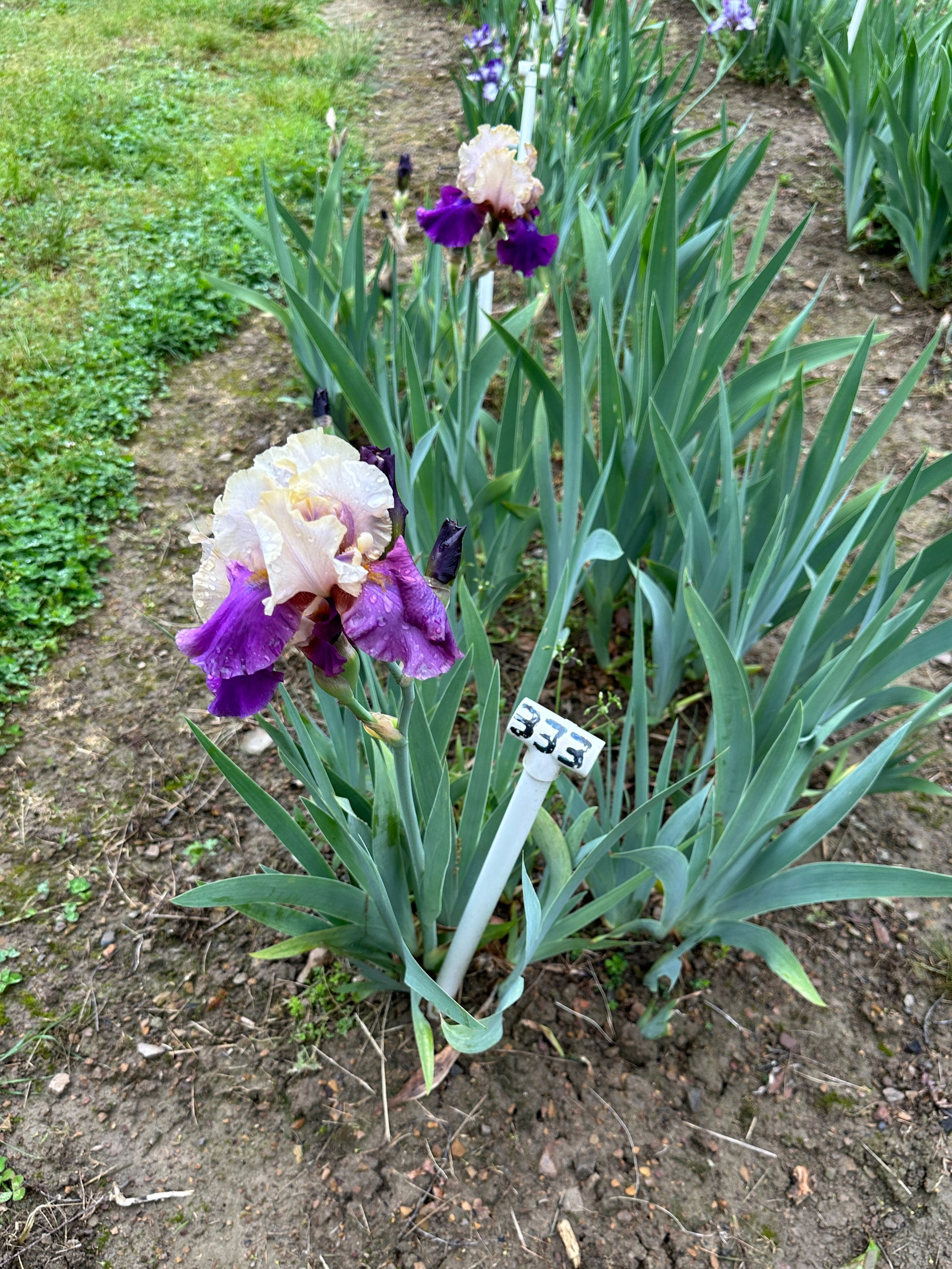 The flower Touch Of Class - Tall Bearded Iris (TB)
