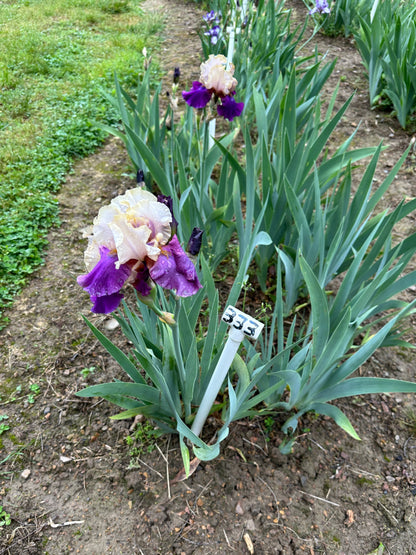 The flower Touch Of Class - Tall Bearded Iris (TB)