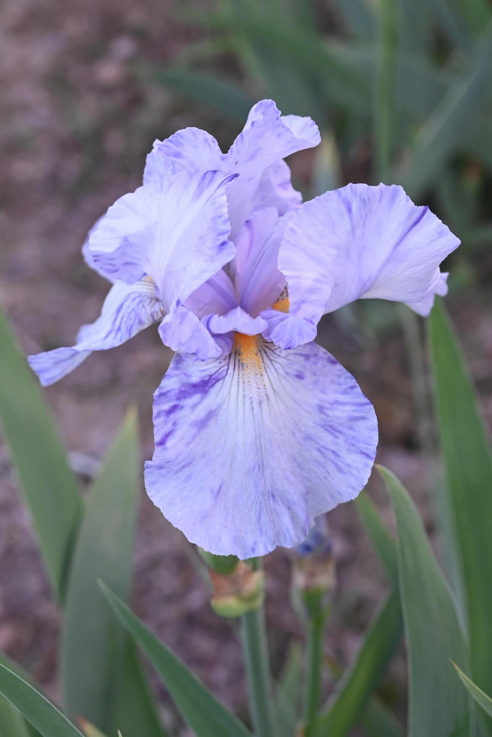 The flower Doodle Strudel - Tall Bearded Iris (TB)