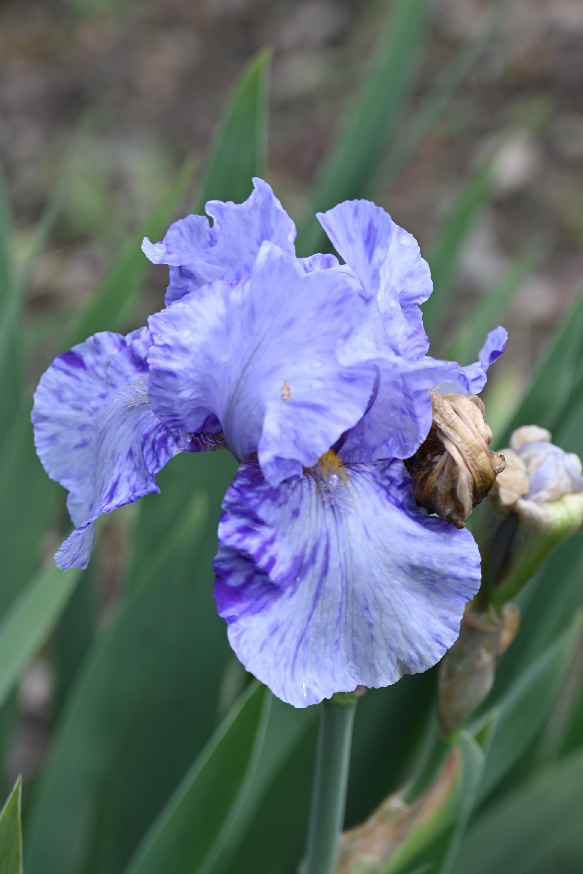 The flower Doodle Strudel - Tall Bearded Iris (TB)