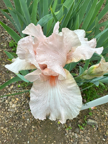 The flower Blossom Pink - Tall Bearded Iris (TB)