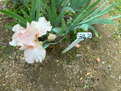 The flower Blossom Pink - Tall Bearded Iris (TB)