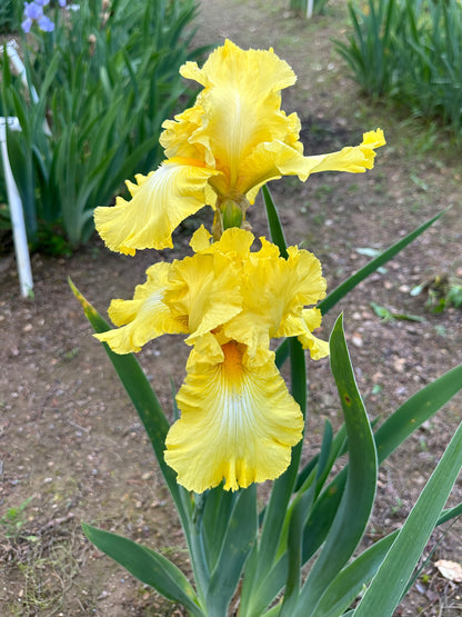 The flower Yellow Ruffles - Tall Bearded Iris (TB)