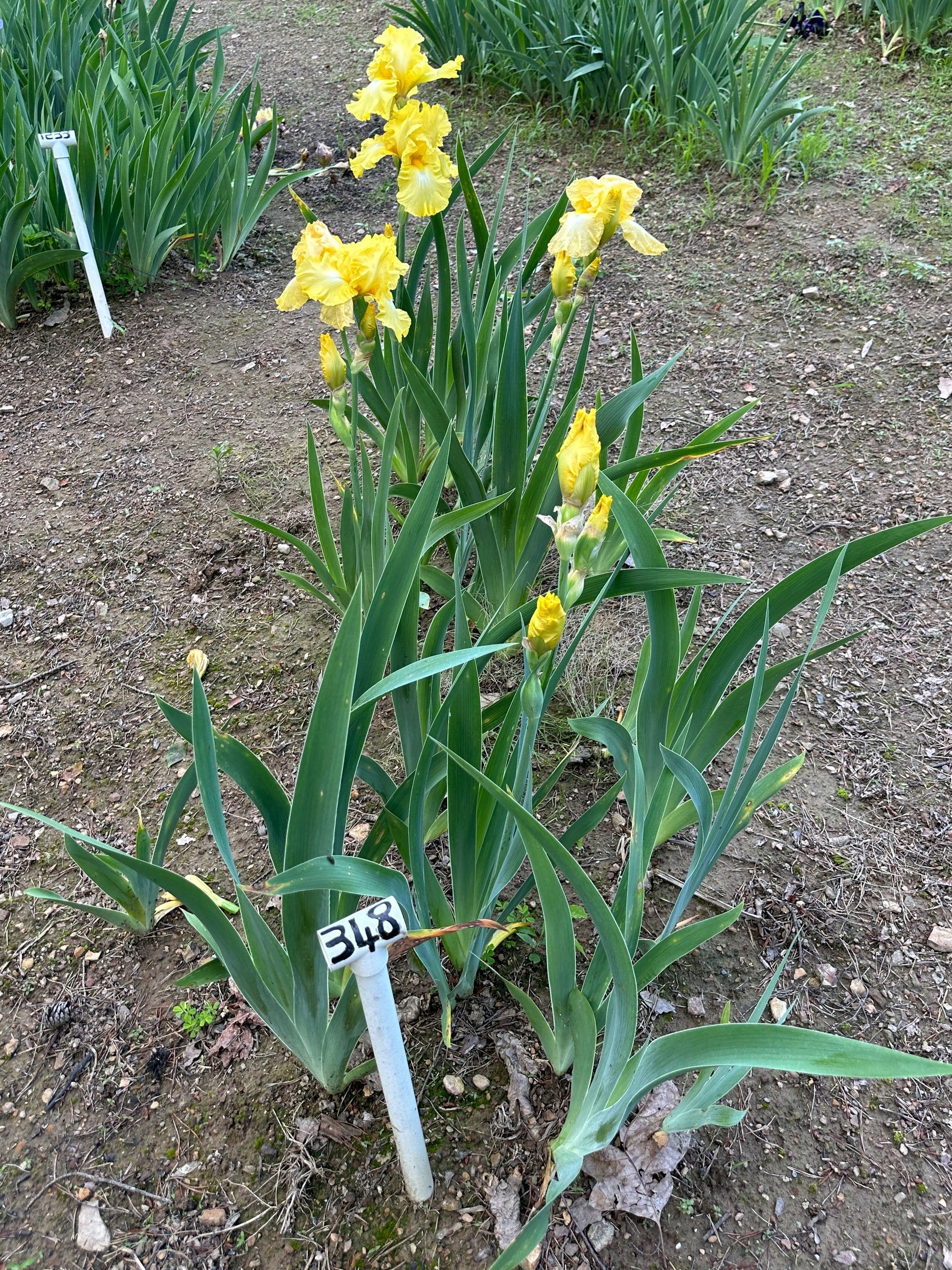 The flower Yellow Ruffles - Tall Bearded Iris (TB)