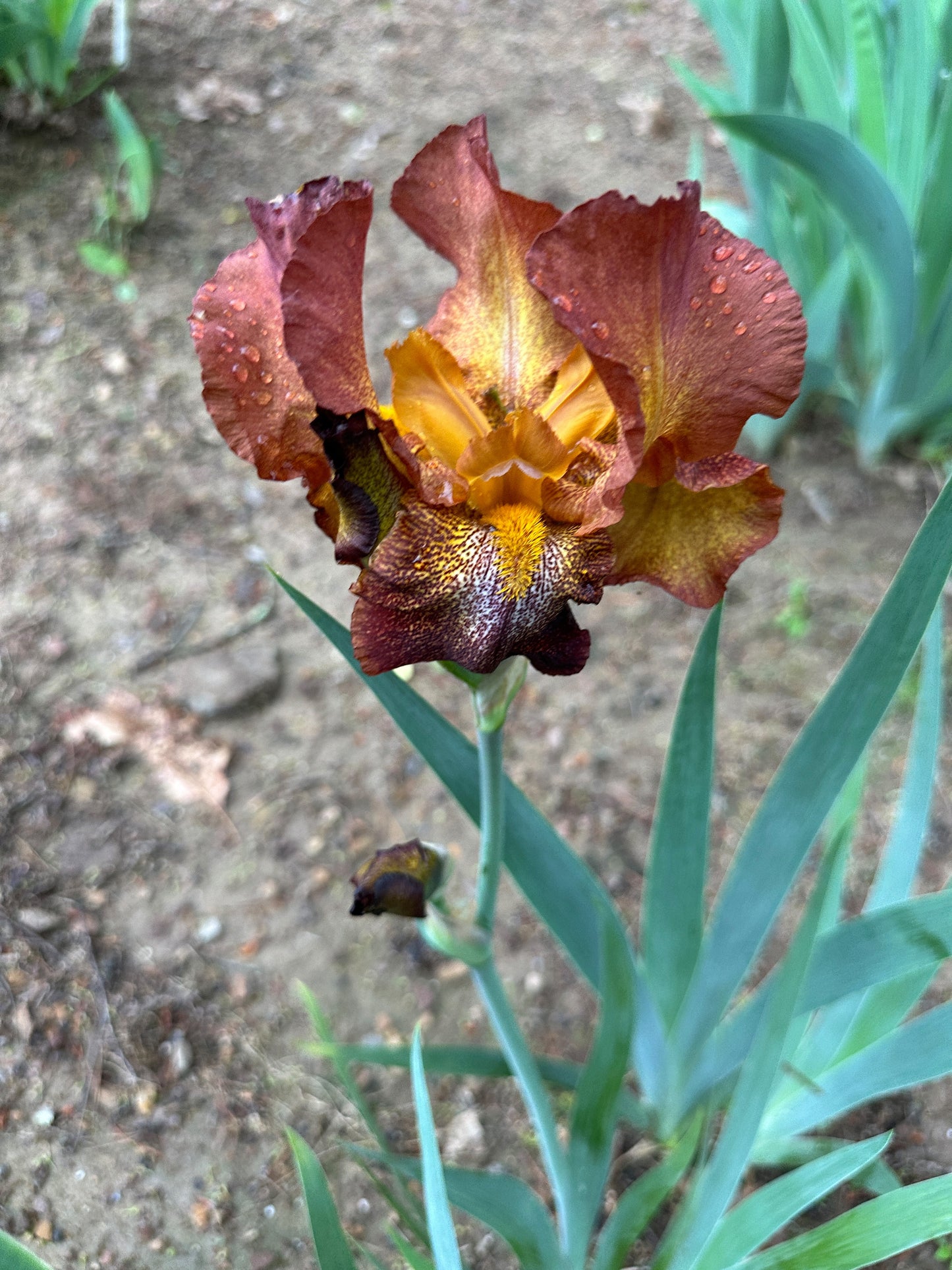 The flower Cayenne Capers - Tall Bearded Iris (TB)