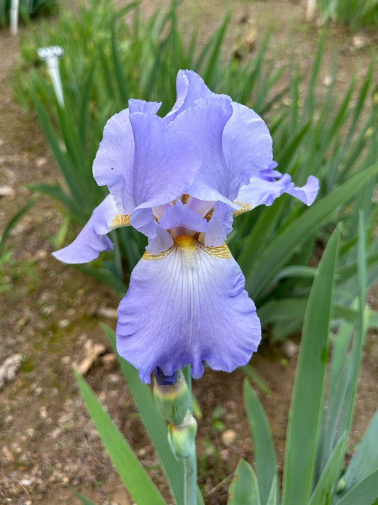 The flower Denver Dawn - Tall Bearded Iris (TB)