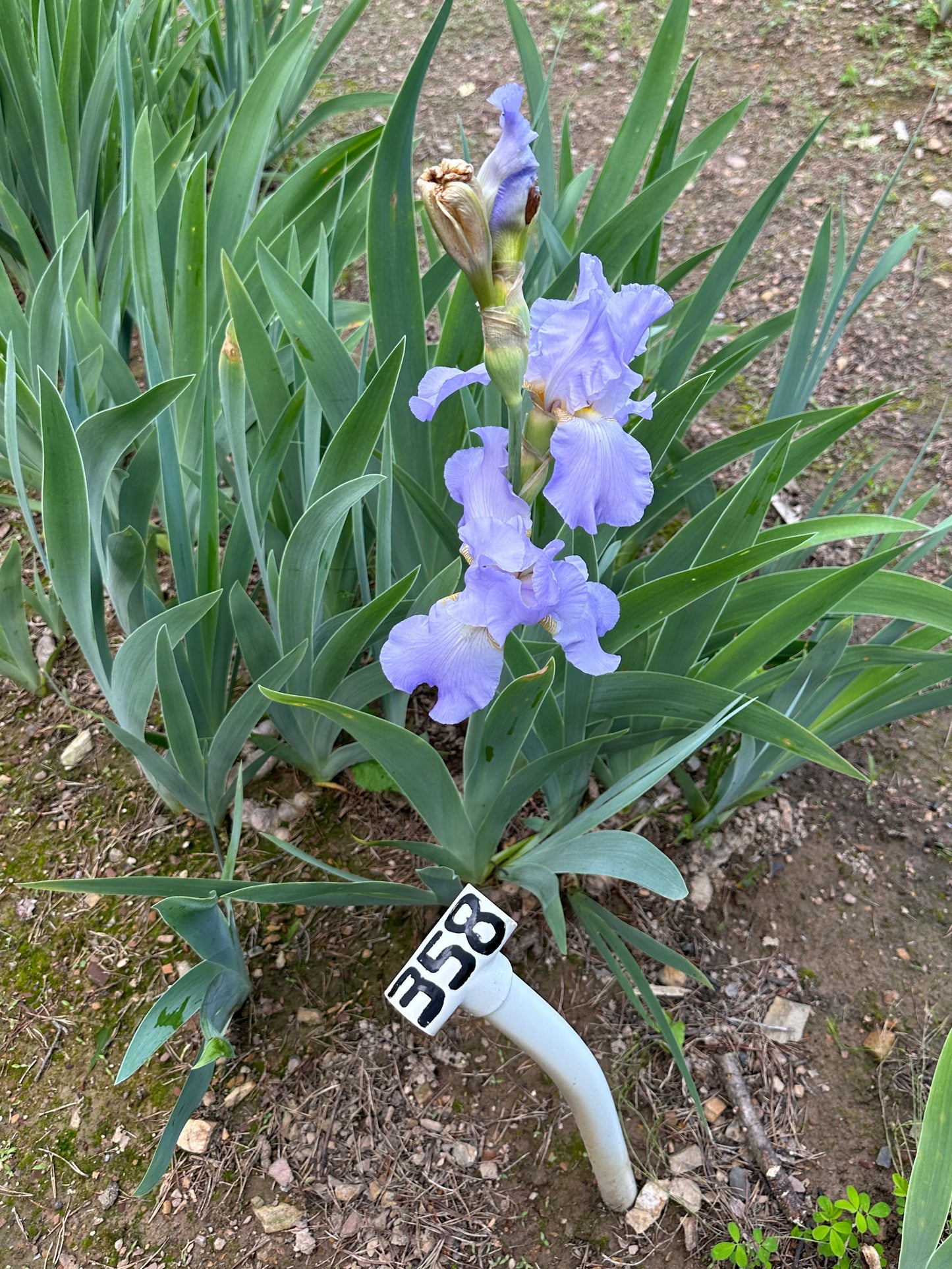 The flower Denver Dawn - Tall Bearded Iris (TB)