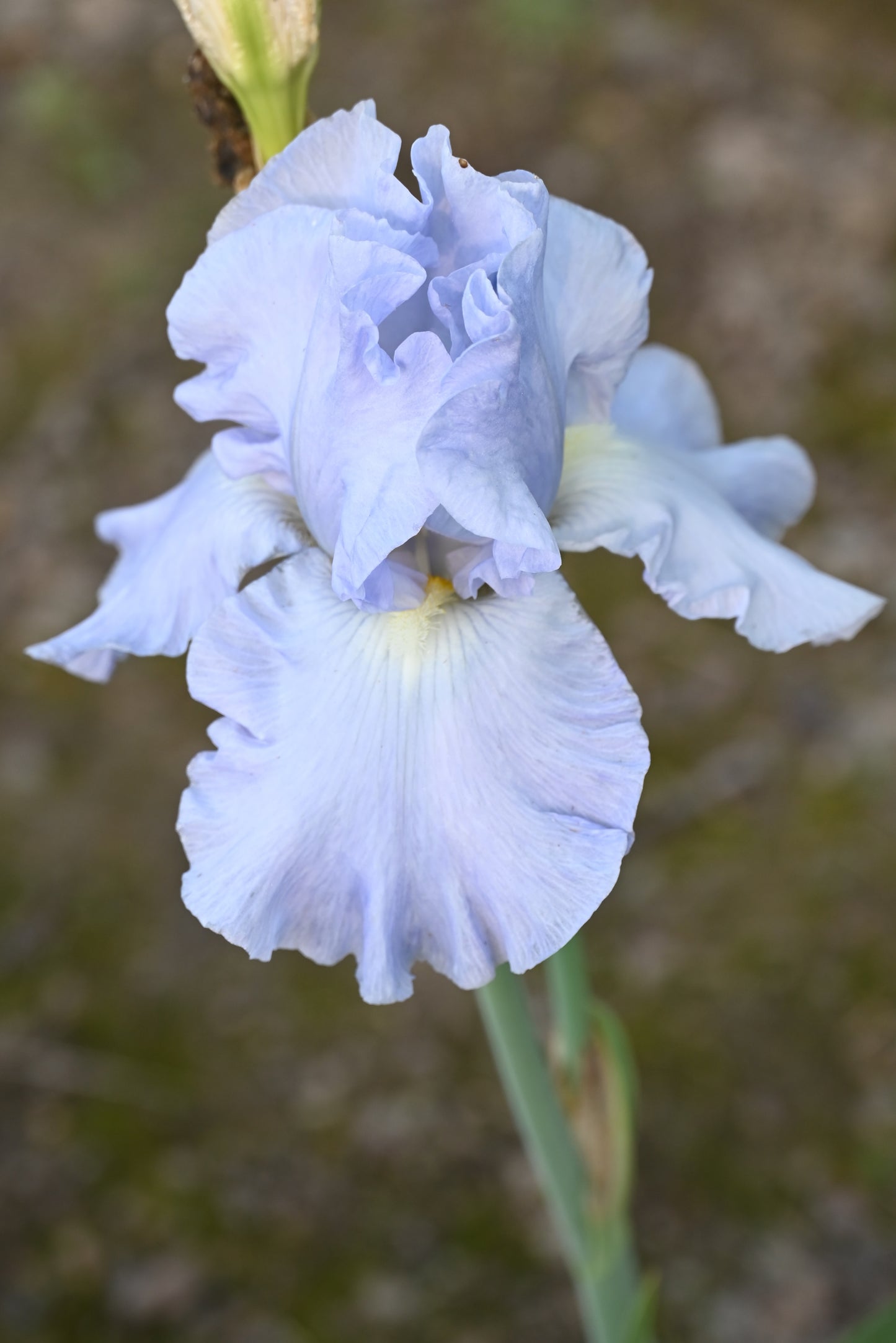 The flower Navajo Jewel - Tall Bearded Iris (TB)