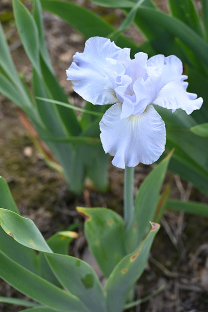 The flower Navajo Jewel - Tall Bearded Iris (TB)