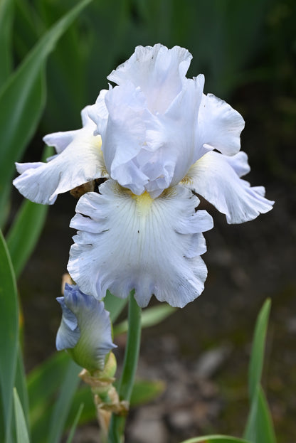 The flower Navajo Jewel - Tall Bearded Iris (TB)