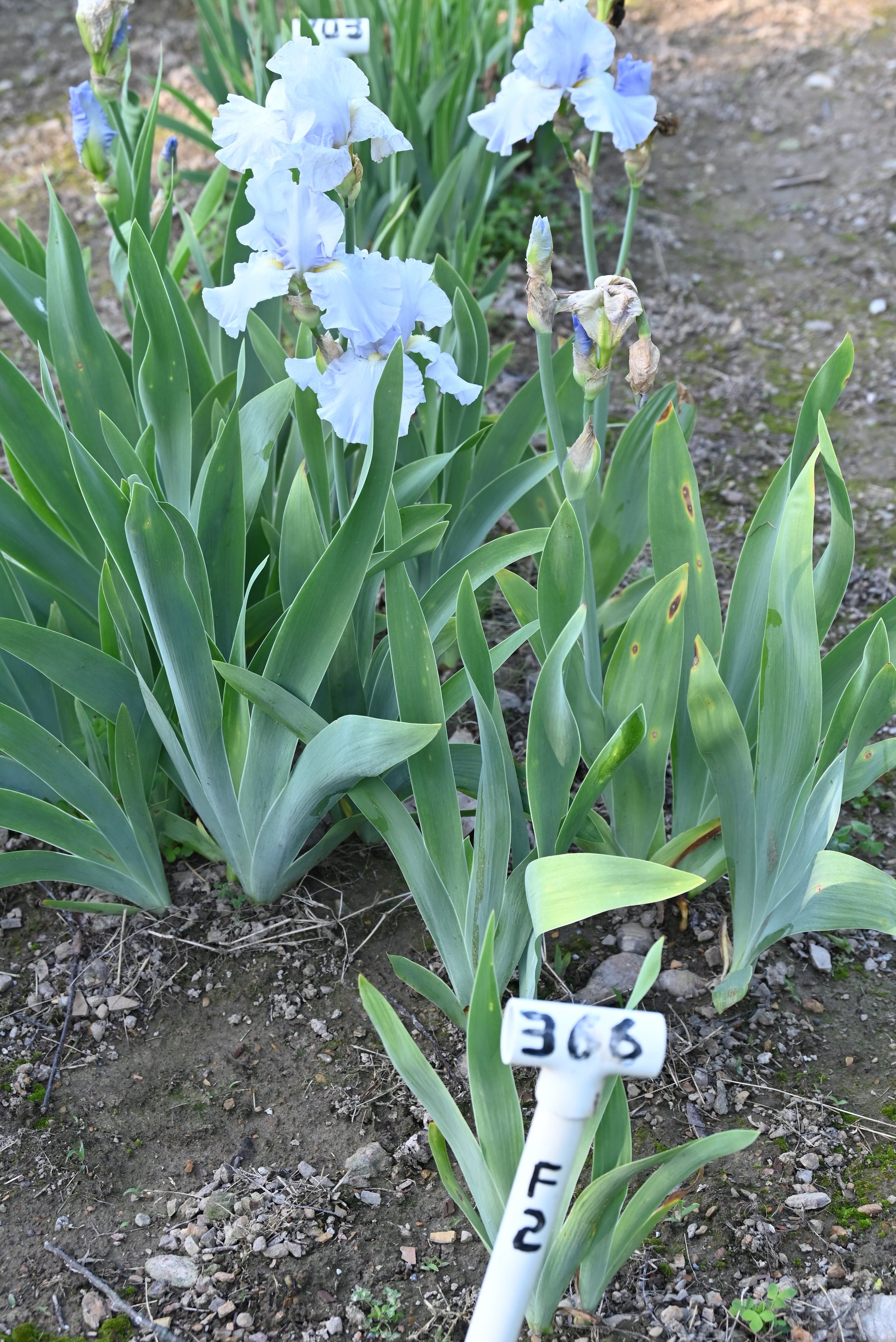 The flower Navajo Jewel - Tall Bearded Iris (TB)