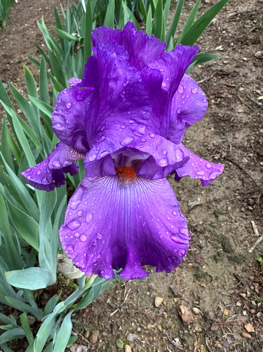 The flower River City - Tall Bearded Iris (TB)