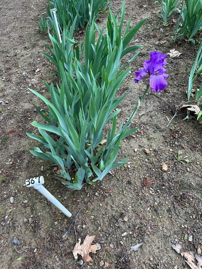 The flower River City - Tall Bearded Iris (TB)