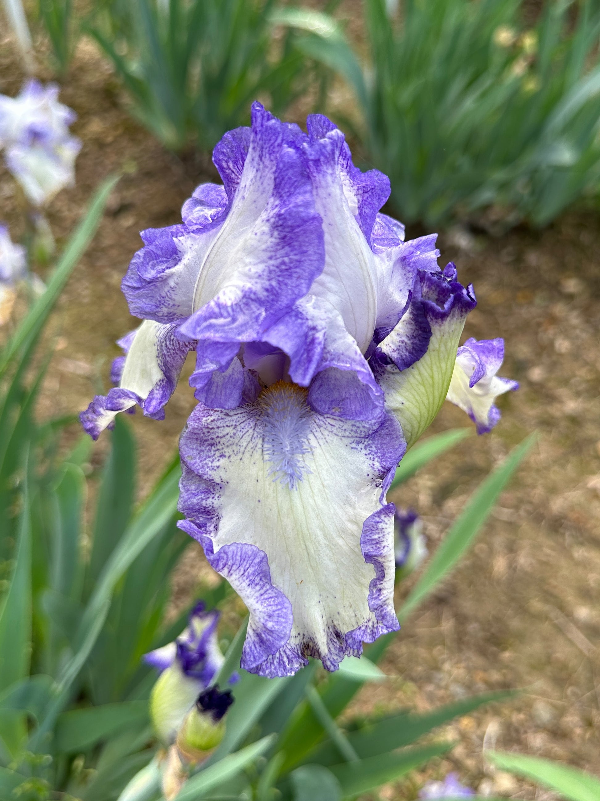 The flower Blue Petticoats - Tall Bearded Iris (TB)