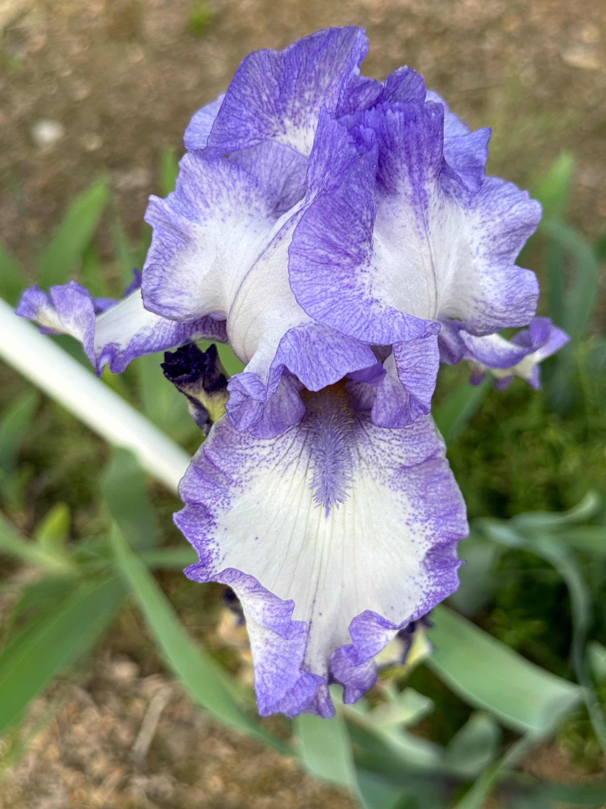 The flower Blue Petticoats - Tall Bearded Iris (TB)