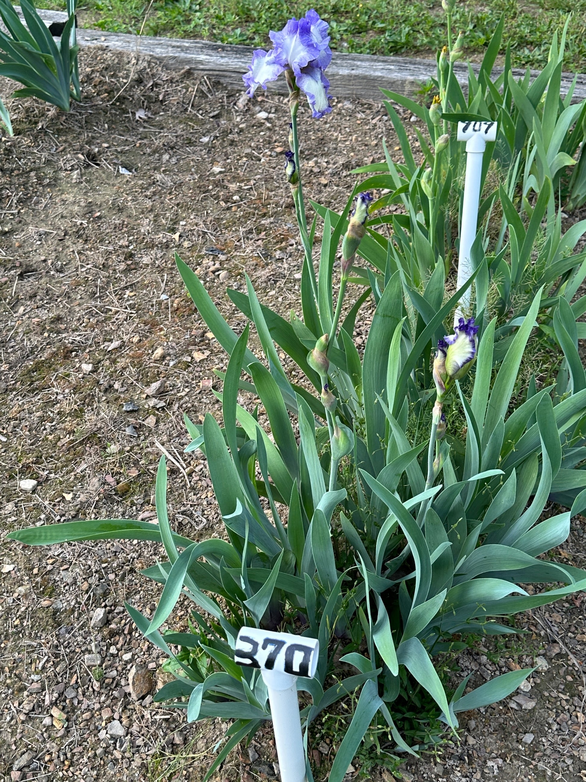 The flower Blue Petticoats - Tall Bearded Iris (TB)