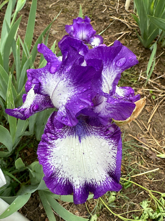 The flower Graphic Arts - Tall Bearded Iris (TB)