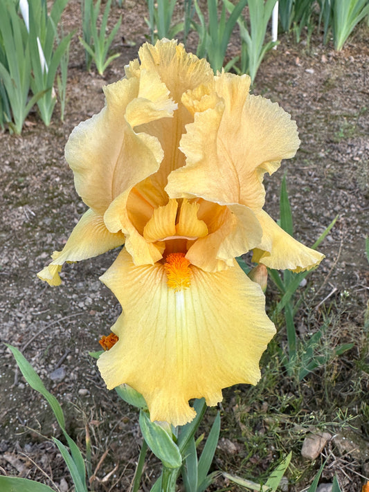 The flower Mandolin - Tall Bearded Iris (TB)