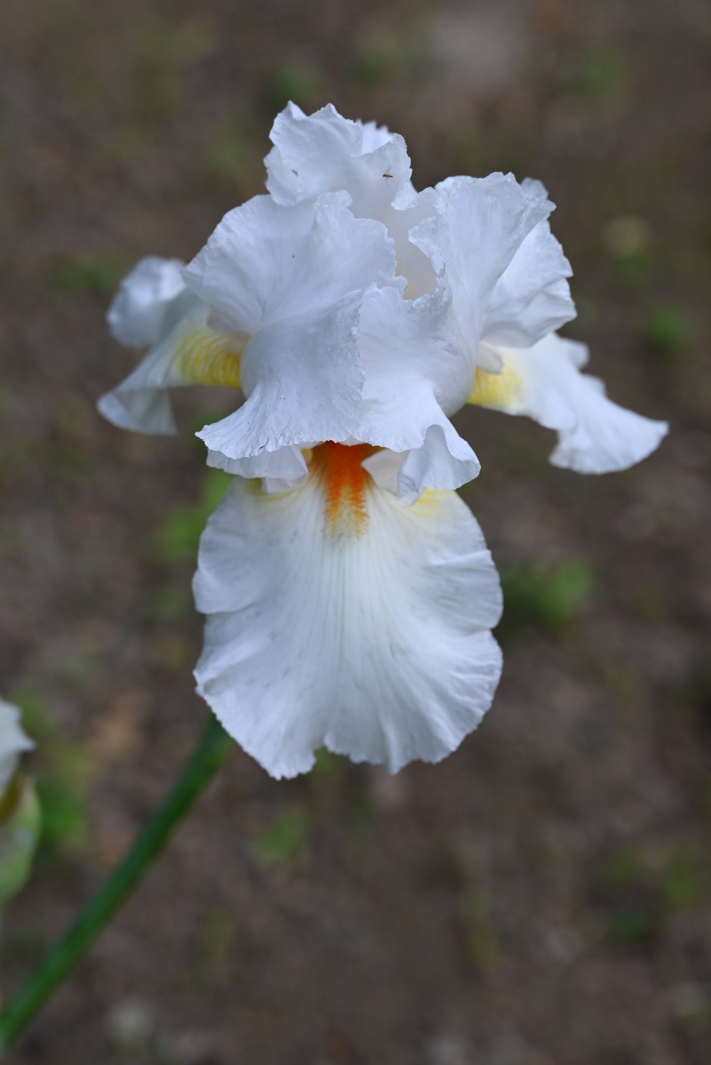 The flower Cherry Jubilee - Tall Bearded Iris (TB)