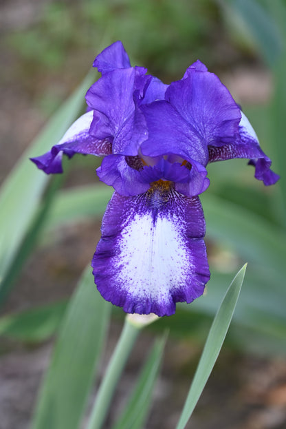 The flower Dot And Dash - Tall Bearded Iris (TB)