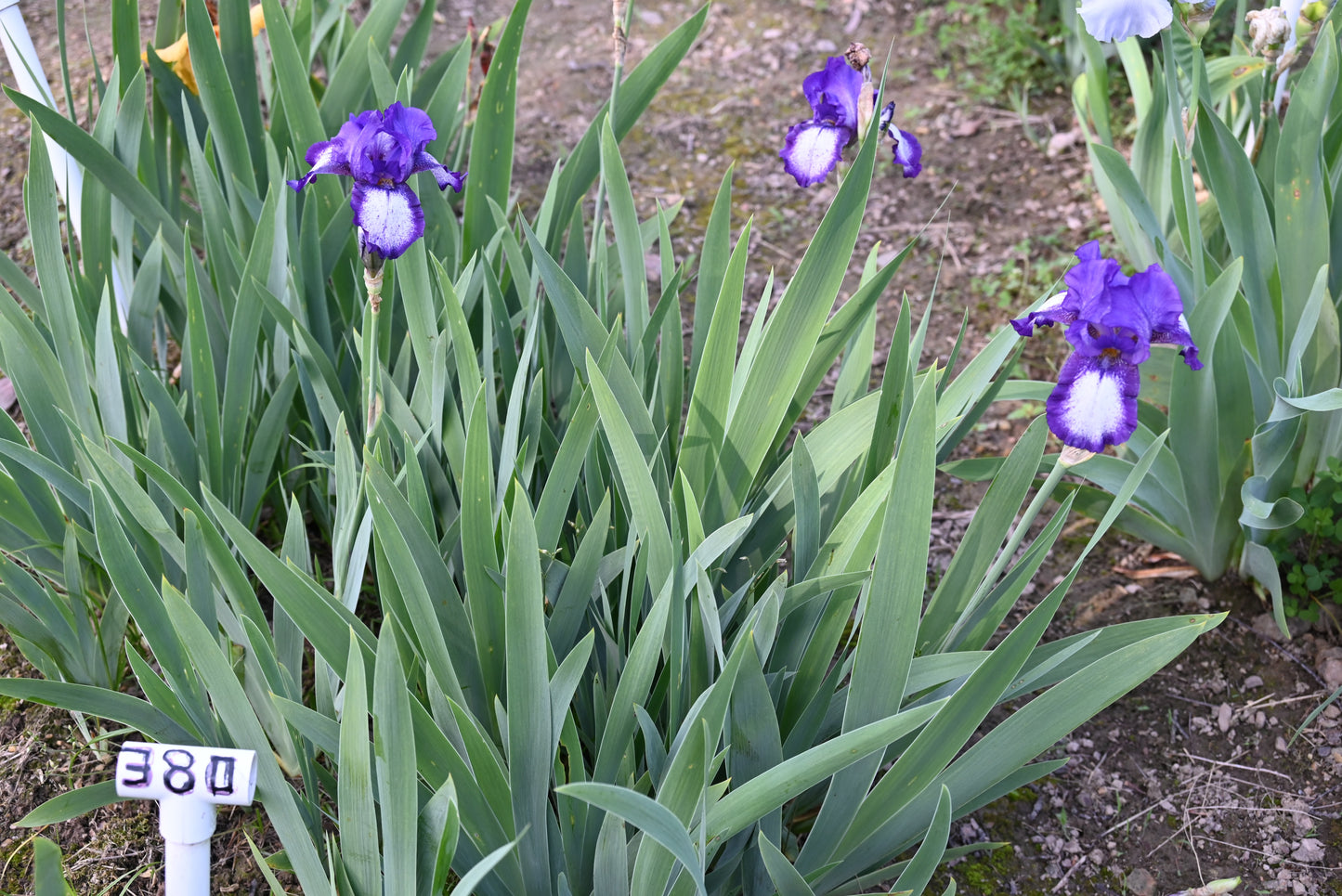 The flower Dot And Dash - Tall Bearded Iris (TB)