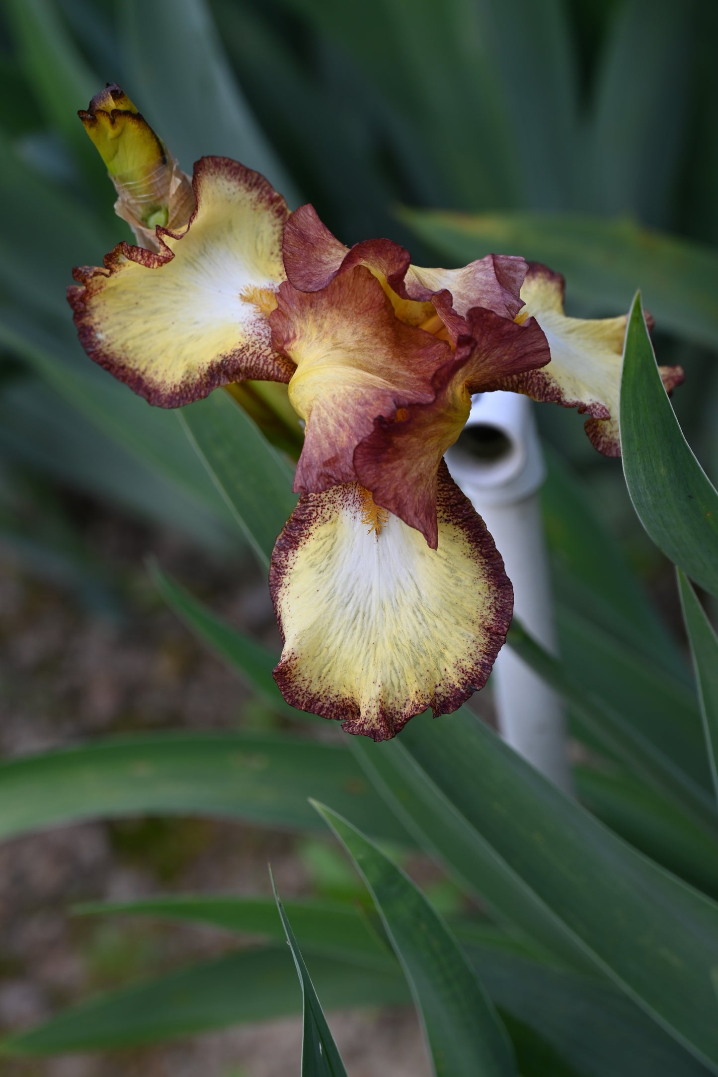 The flower Showcase - Tall Bearded Iris (TB)