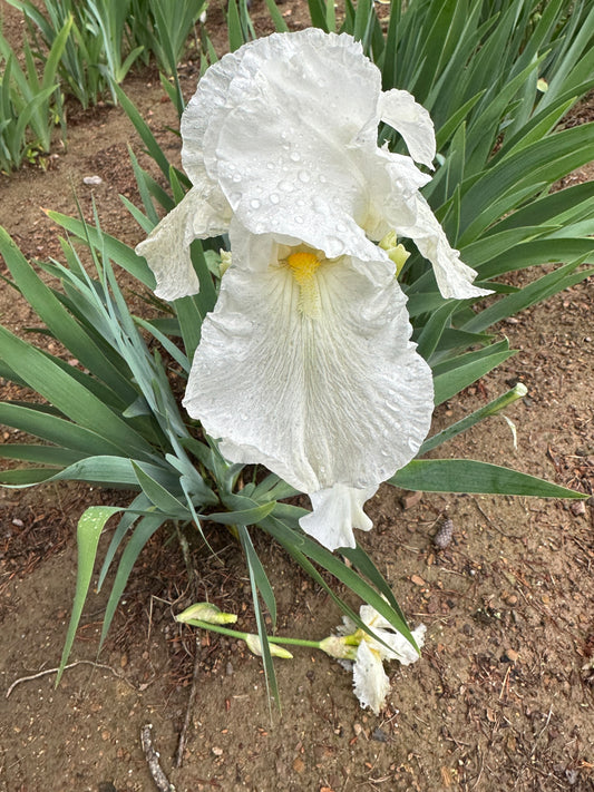 The flower Appalachian Spring - Tall Bearded Iris (TB)