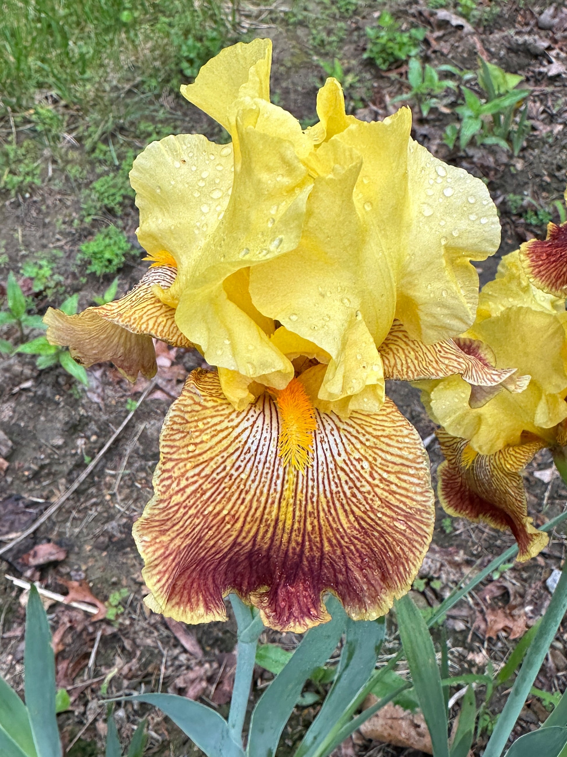 The flower Bengal Tiger - Tall Bearded Iris (TB)