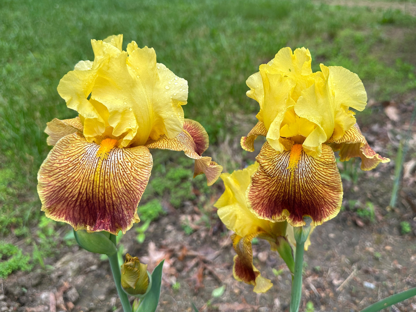 The flower Bengal Tiger - Tall Bearded Iris (TB)