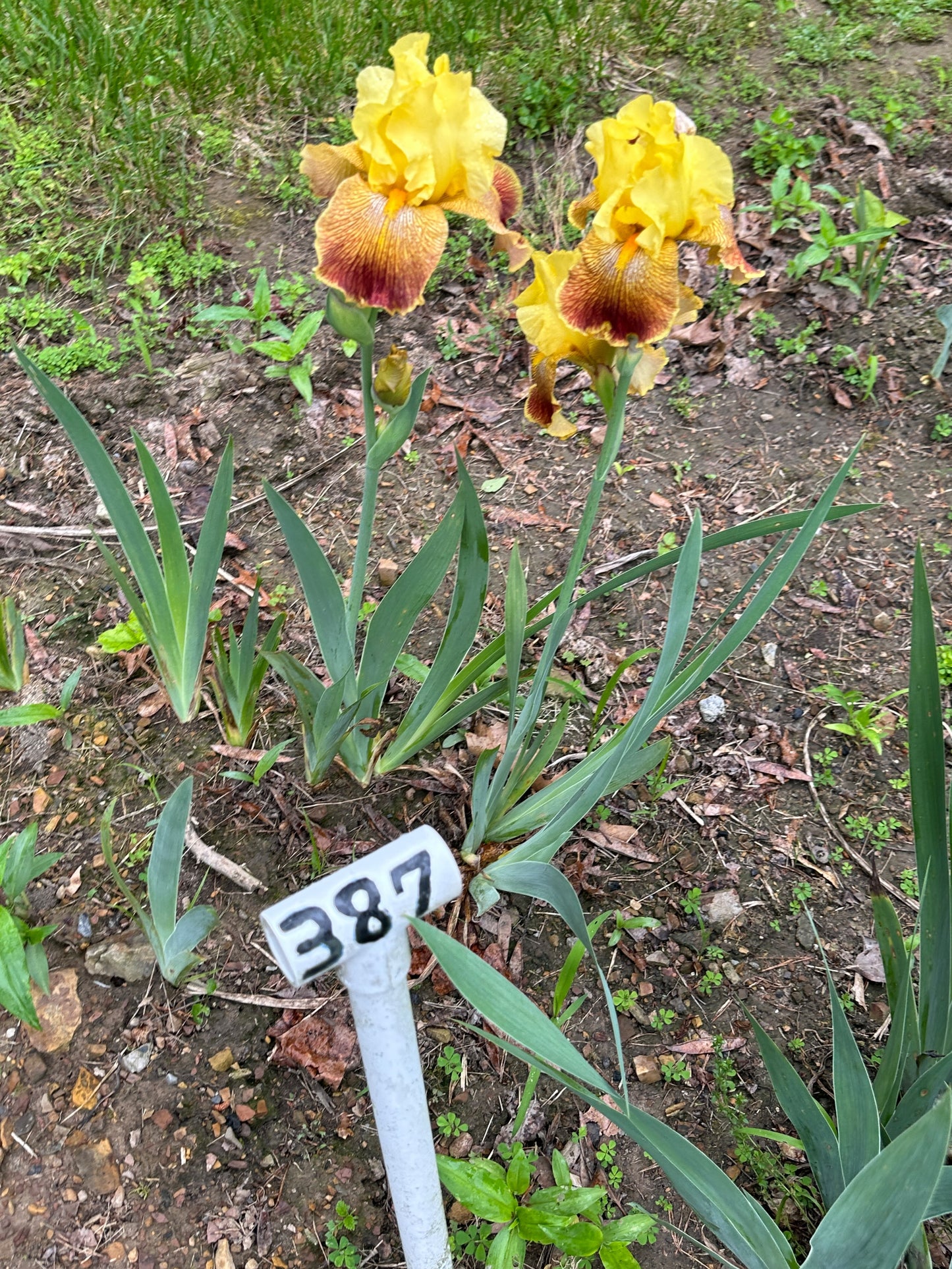 The flower Bengal Tiger - Tall Bearded Iris (TB)