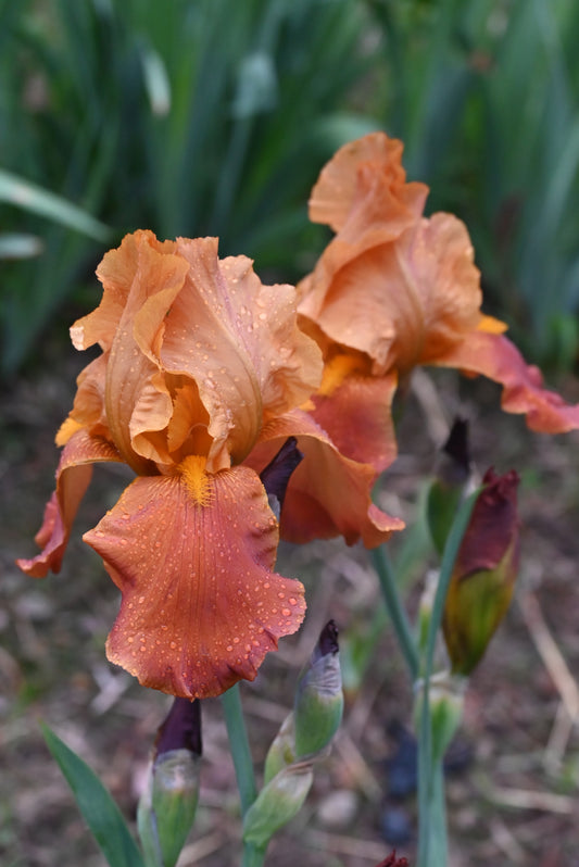 The flower Brown Duet - Tall Bearded Iris (TB)