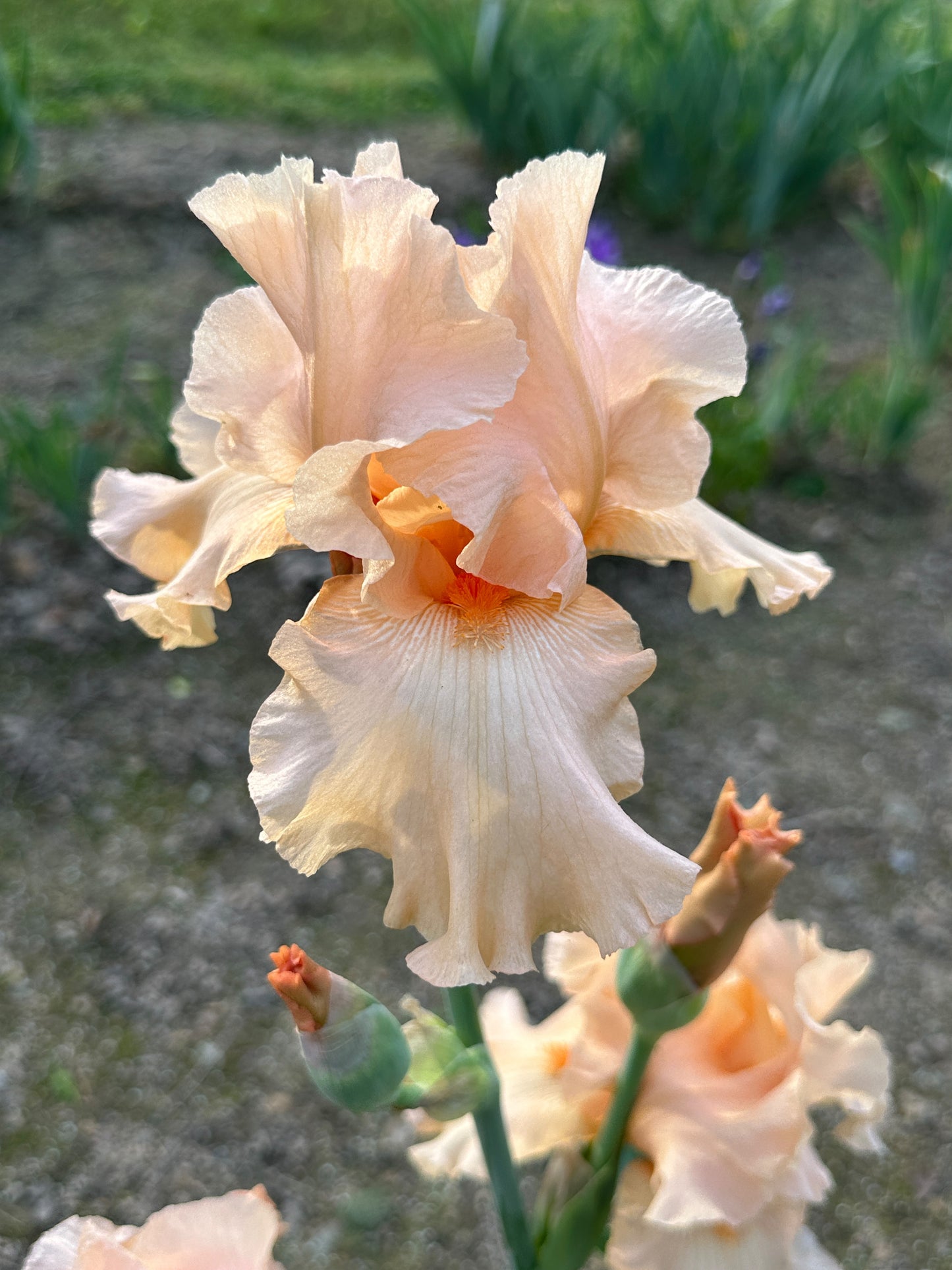 The flower Jaime Lynn - Tall Bearded Iris (TB)