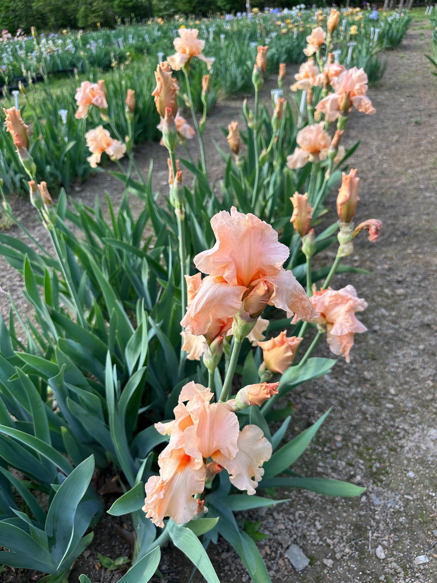 The flower Jaime Lynn - Tall Bearded Iris (TB)